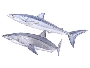 shortfin-mako-shark-isurus-oxyrinchus