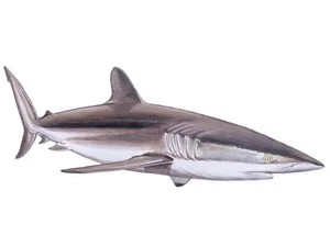 silky-shark-carcharhinus-falciformis