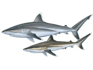 silvertip-shark-carcharhinus-albimarginatus