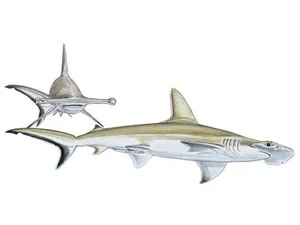 smooth-hammerhead-sphyrna-zygaena