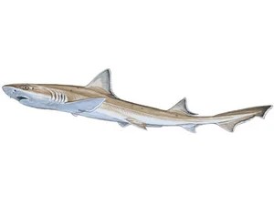 smoothhound-mustelus-mustelus