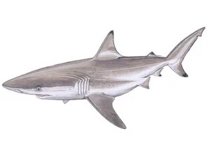 spinner-shark-carcharhinus-brevipinna