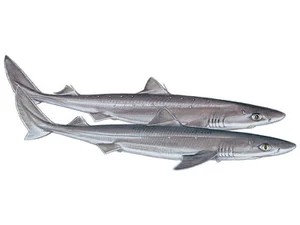 spiny-dogfish-squalus-acanthias