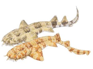 spotted-wobbegong-orectolobus-maculatus
