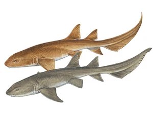 tawny-nurse-shark-nebrius-ferrugineus