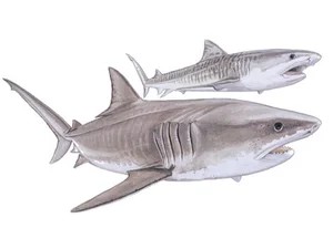 tiger-shark-galeocerdo-cuvier