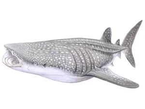 whale-shark-rhincodon-typus