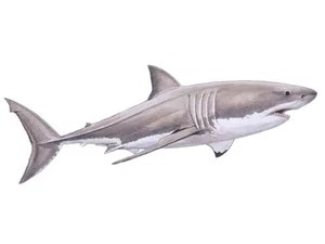 white-shark-carcharodon-carcharias