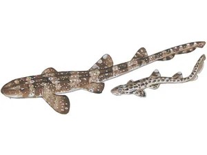 whitespotted-bamboo-shark-chiloscyllium-plagiosum