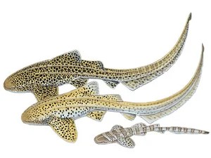 zebra-shark-stegostoma-fasciatum