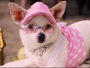 chloe (beverly hills chihuahua)