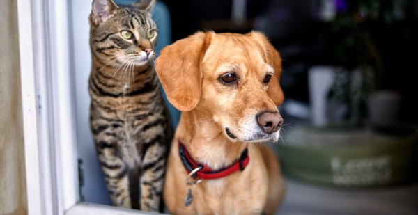 Cats and dogs