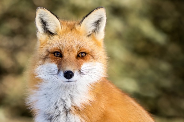 Foxes