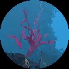 Coral Caves