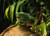 Anurognathus