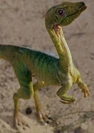 Compsognathus (TLW-JWD)