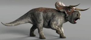 Female Nasutoceratops