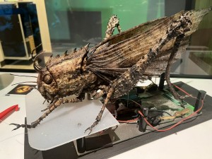 Giant Locust