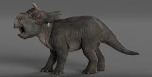Infant Nasutoceratops (BABR)