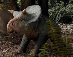 Infant Nasutoceratops (JWD)