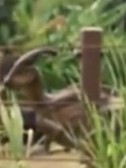 Infant Parasaurolophus