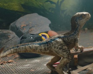 Infant Velociraptor "Blue" (JWFK)