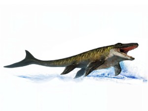 Mosasaurus (JWR)