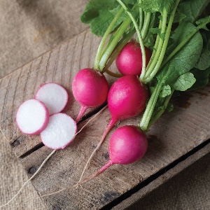 Radish