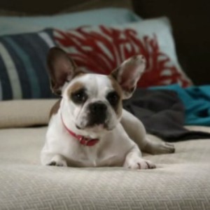 Stella