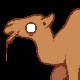 Camel?