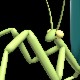 Flying Mantis