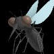Mosquito Swarm