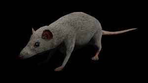 Granny's Rats