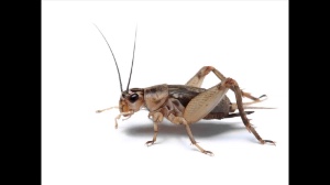 Crickets chirping