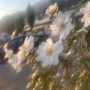 flowers !!!