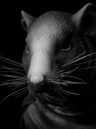 The Rat Prophet