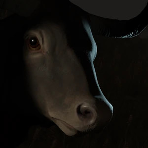 Wonder Bull