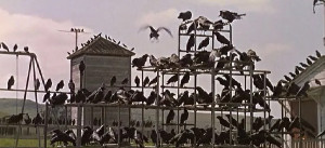 The Birds