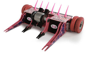 Axolotl