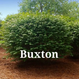 Buxton