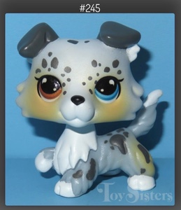 Collie #245