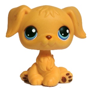 Golden retriever #21