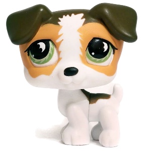 Jack Russel #804
