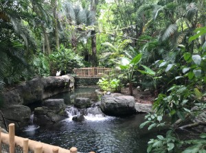 Oasis