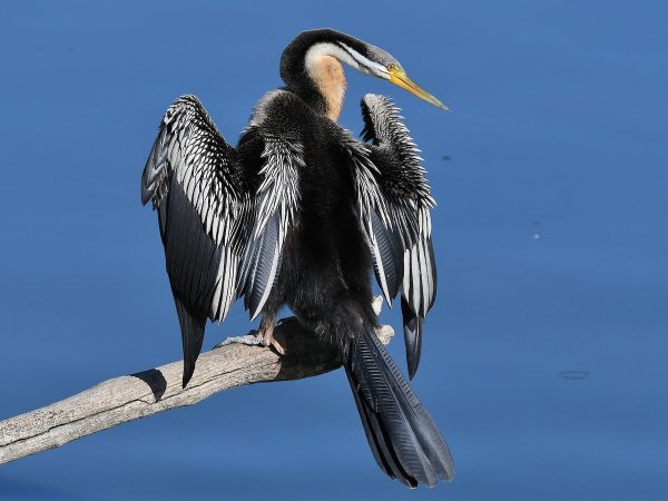 Australasian Darter