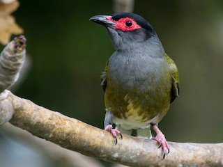 Australasian Figbird