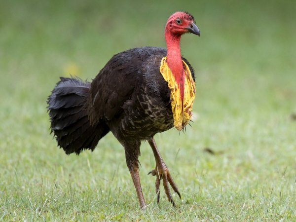 Australian Brushturkey