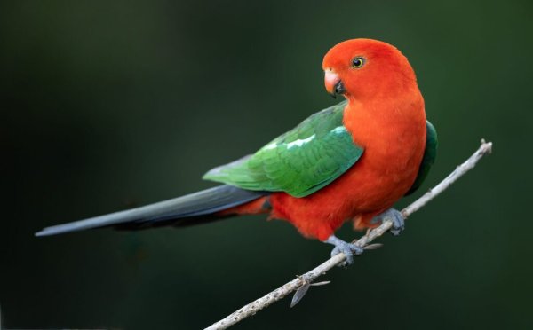 Australian King Parrot