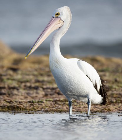 Australian Pelican