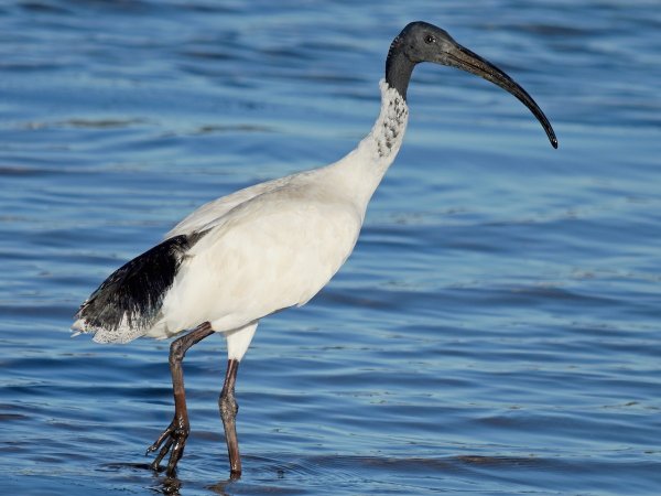 Australian White Ibis